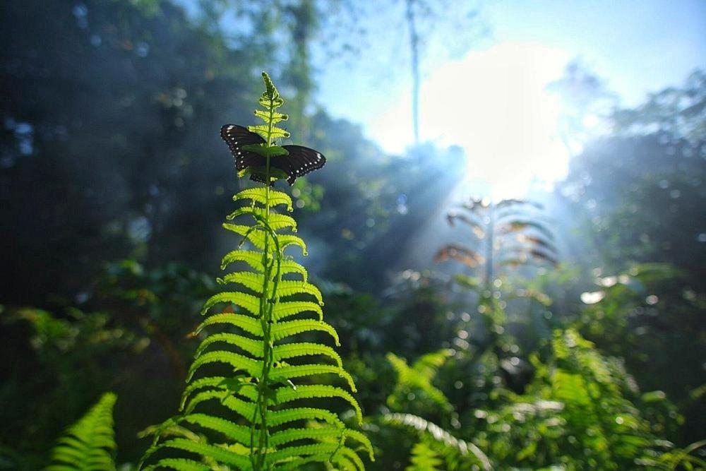 Batu Kapal Guest House & Jungle Trekking Букит-Лаванг Экстерьер фото