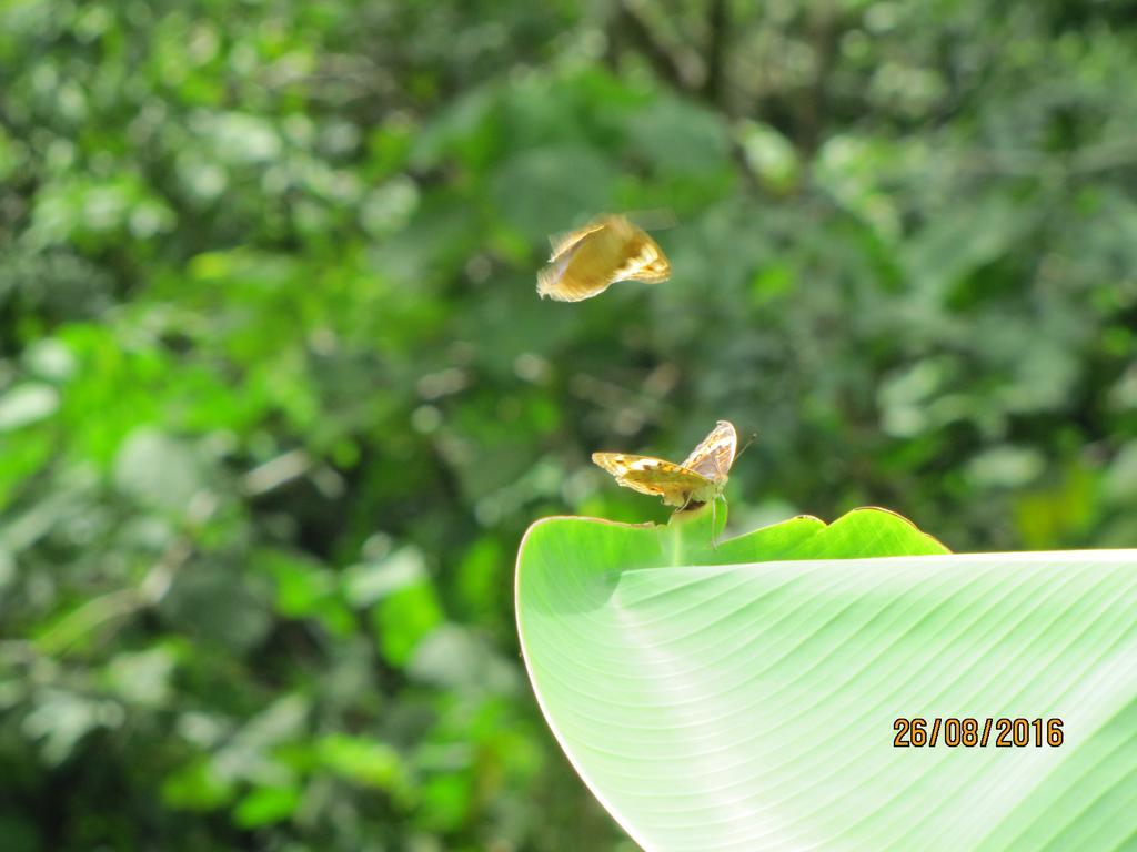 Batu Kapal Guest House & Jungle Trekking Букит-Лаванг Экстерьер фото