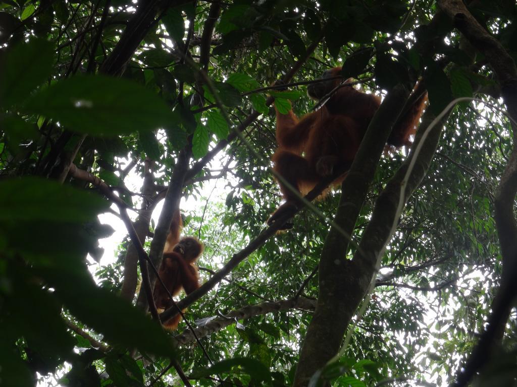 Batu Kapal Guest House & Jungle Trekking Букит-Лаванг Экстерьер фото